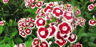 ТОП-6 квітів для вирощування в лютому 