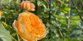 Які рослини краще не садити з трояндами на одній ділянці