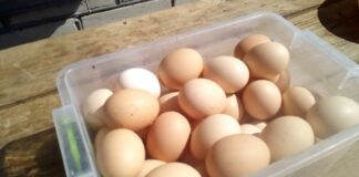 Секрети годування курей: як забезпечити постійний запас яєць 