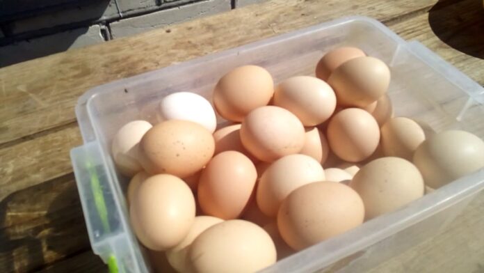 Секрети годування курей: як забезпечити постійний запас яєць 