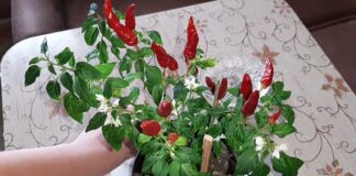 Вирощування перцю Вогник на підвіконні: поради спеціаліста