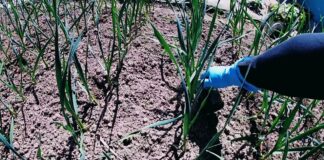 Ефективні методи удобрення озимого часнику навесні 