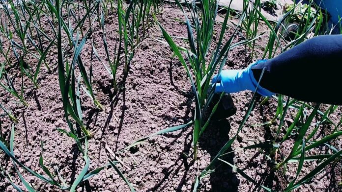 Ефективні методи удобрення озимого часнику навесні Ефективні методи удобрення озимого часнику навесні