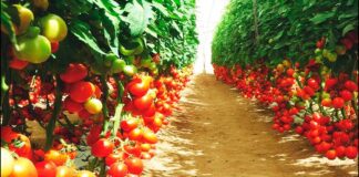 Секрети вирощування томатів без пікірування від дачних експертів