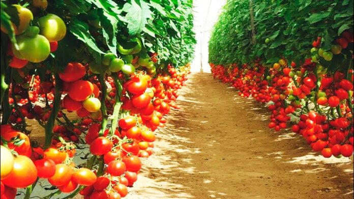 Секрети вирощування томатів без пікірування від дачних експертів Секрети вирощування томатів без пікірування від дачних експертів