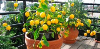  Господині пояснили, як виростити вдома щедрий на врожай лимон