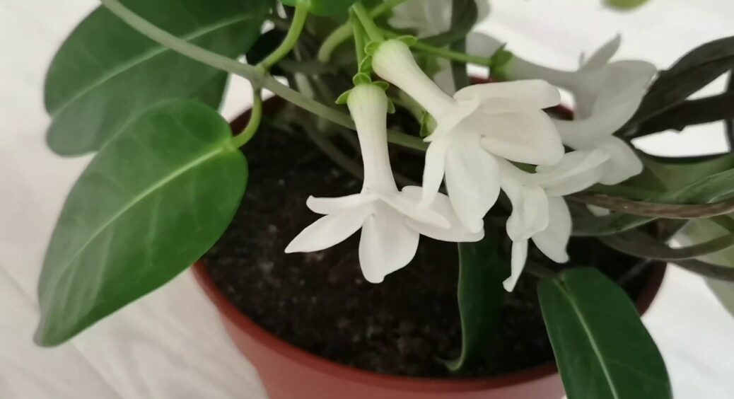 Рослина Стефанотіс: що це таке, як правильно доглядати та чому вона краще, ніж будь-який кактус вдома 