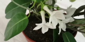 Квітникарі масово саджають Стефанотіс: чим цікава квітка