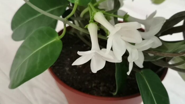 Квітникарі масово саджають Стефанотіс: чим цікава квітка