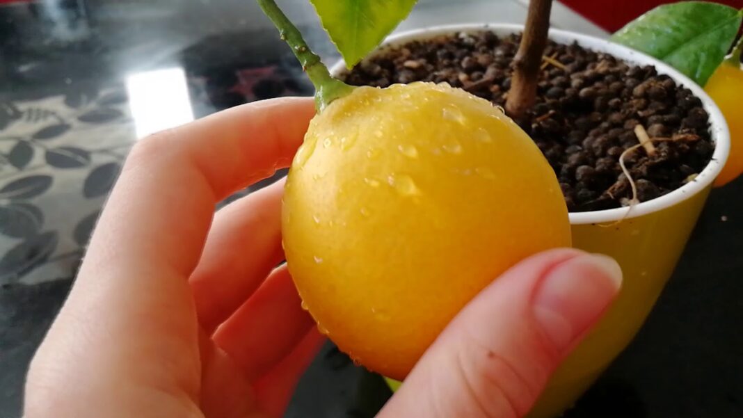 Експерти розповіли, як за допомогою лимона прибрати вапняний наліт