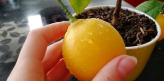 Експерти розповіли, як за допомогою лимона прибрати вапняний наліт