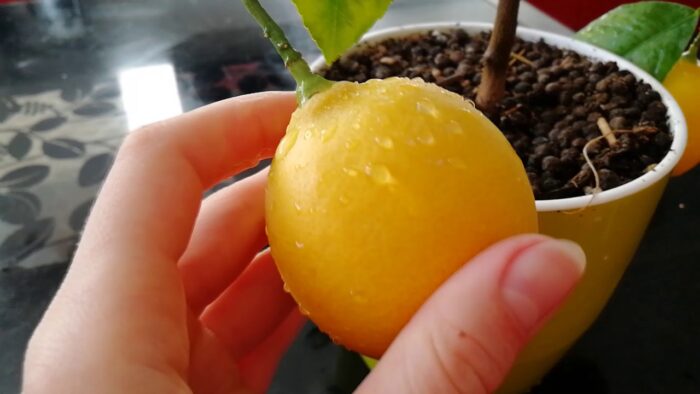 Секрети відбору і посадки лимонного дерева: поради та рекомендації