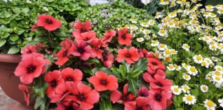 Як правильно пікірувати петунію в травні 