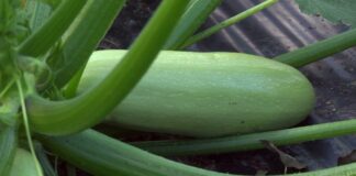 Городник поділився рецептом найефективнішого добрива для кабачків