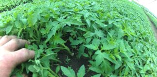 Порада експертів: важливі кроки після появи перших сходів томатів