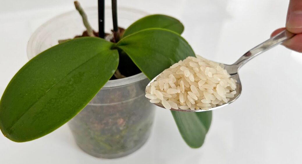 Точно віддячать! Орхідеї люблять цю підживку більше за усі інші: цвітуть без перестанку вже котрий день 