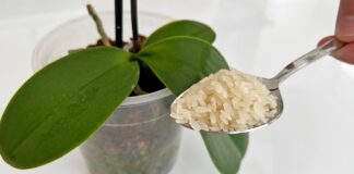 Експерти назвали найкраще добриво для поливу цвіту орхідеї 