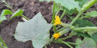 Садівники розповіли секрет, як виростити здорові та смачні огірки 