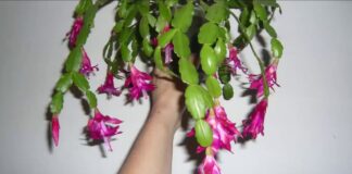 Квітникарі розповіли, як простимулювати бутонізацію декабриста