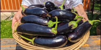 Технологія посіву баклажанів у відкритий ґрунт: рекомендації городників