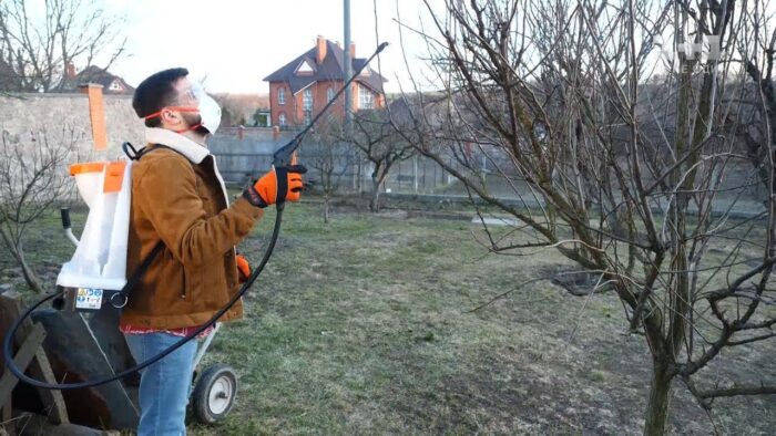 Поради садівників: як зберегти здоров'я фруктового саду на весні