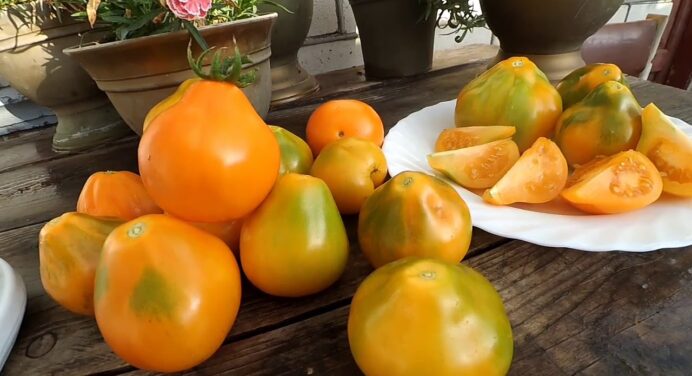 Хвалила, хвалю і буду хвалити. Дивовижний жовтий томат, що дає засипний урожай: це найкращий сорт помідорів 