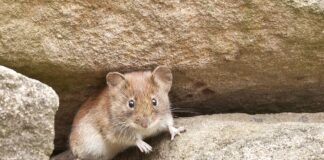 Експерти розповіли, як вивести мишей з дому та ділянки