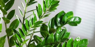 Квітникар розповів, як розмір горщика впливає на ріст заміокулькаса