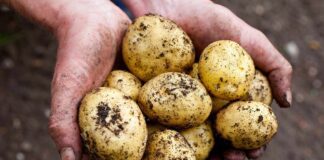 Як швидко виростити молоду картоплю