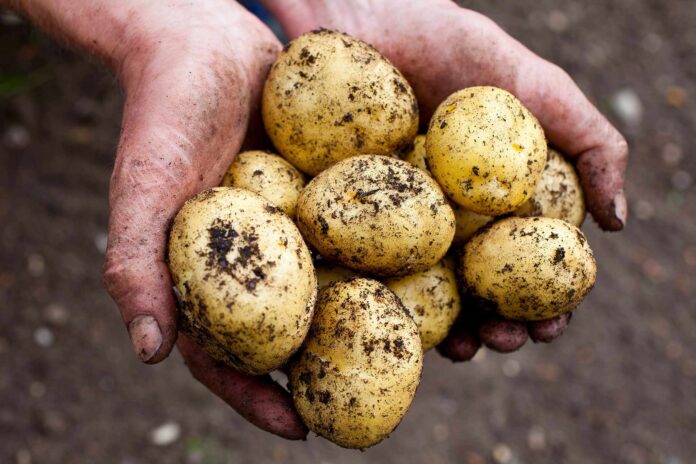 Як швидко виростити молоду картоплю