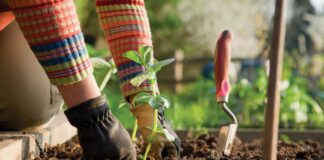 Дачники розповіли, що посадити в липні для багатого врожаю 