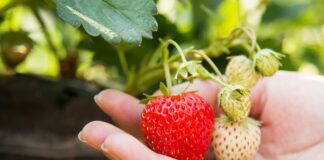 Просто внесіть цей копійчаний засіб під кущ полуниці і збирайте багатий врожай