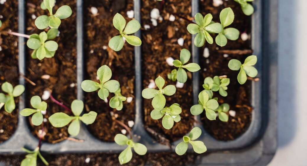 Ці овочі потрібно сіяти вже у лютому, інакше врожаю не буде: перелік культур, посів яких не треба відкладати 