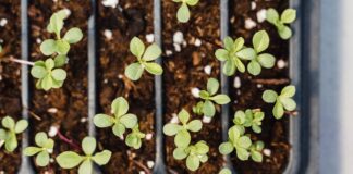 Які рослини потрібно сіяти у лютому