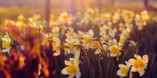 Секрети успішного підживлення нарцисів: майстер-клас від садівників