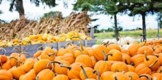 Експерти назвали овочі, які не потребують особливого догляду 