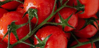 Городники назвали найкращі сорти томатів, перевірені роками