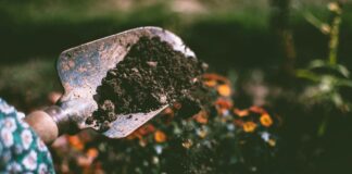 Дачники розповіли про переваги вузьких грядок на городі 