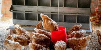Городники розповіли, як несучість кур пов'язана з посівним календарем