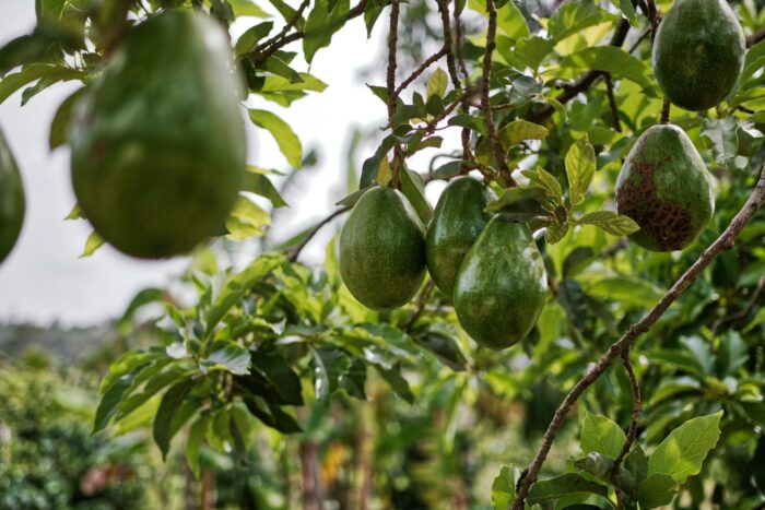 Порада експертів: як виростити дерево авокадо з кісточки
