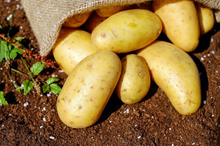  Як правильно поливати і удобрювати картоплю