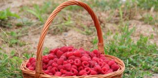 Секрети вирощування багатого врожаю малини: ефективні методи