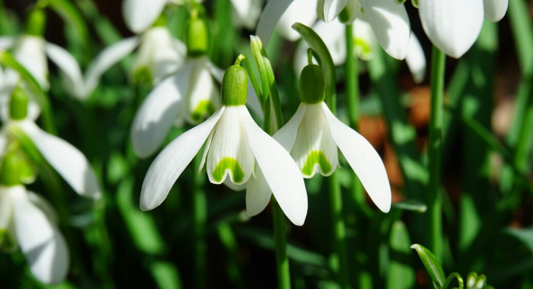 Побачивши мої підсніжники, сусідка заявила, що я видаю штучні квіти за справжні: мій секрет вирощування 