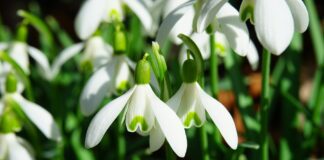 Садівники розповіли, як виростити пишні підсніжники у власному саду