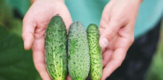 Експерти розкрили секрети підживлення огірків для врожайності 