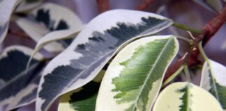 Садівники розповіли, як можна підживити фікус: народний метод 