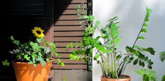 Експерти назвали найкраще добриво для здоров'я заміокулькаса