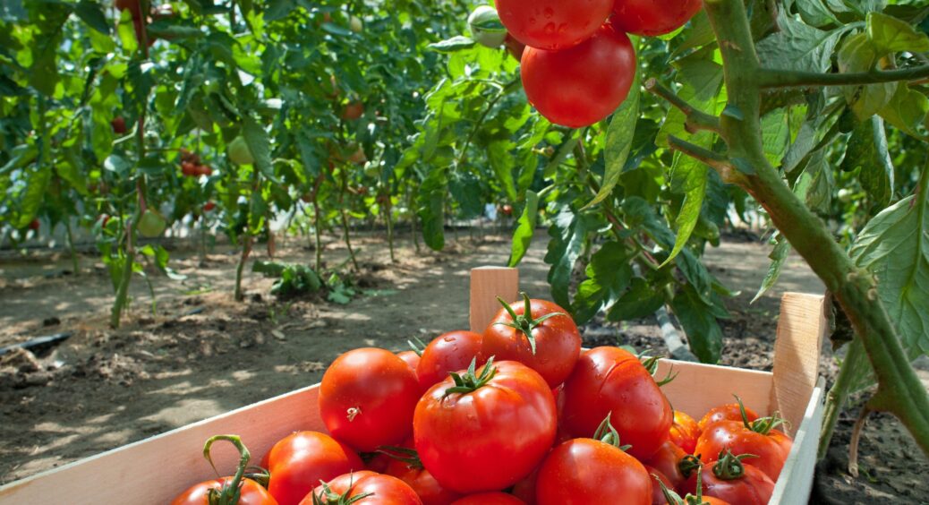 Цей легкий у догляді сорт помідорів я стовідсотково посаджу на своєму городі ще раз: прижилися, як миленькі 