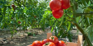 Експерти назвали сорт томатів, який родить без догляду