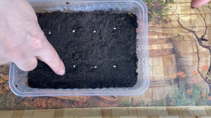 Експерти розповіли, що можна посіяти в листопаді  